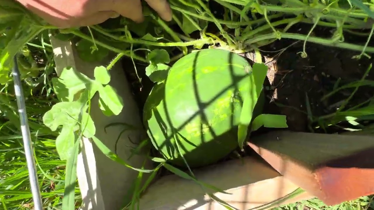 Vege garden update 3! Booming harvests! 