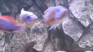 Labeotropheus Fuelleborni Katale