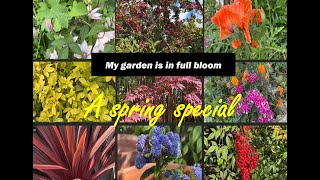 Thanks to my daughter’s green fingers my garden looks beautiful especially now. Enjoy the tour😊