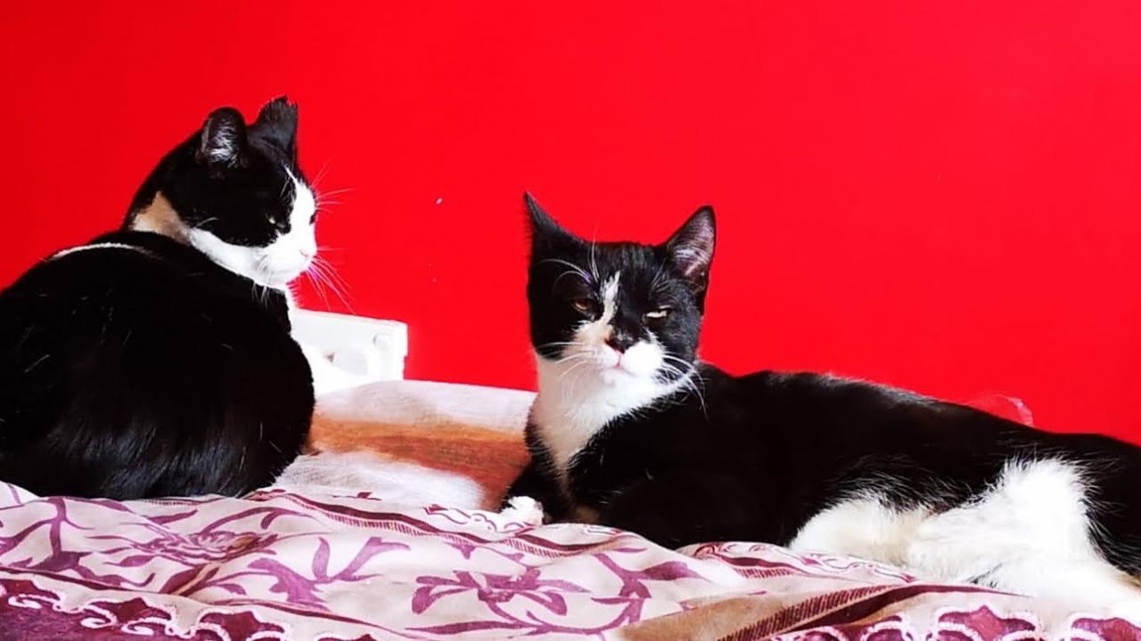 Meet Tuxedo Cats 
