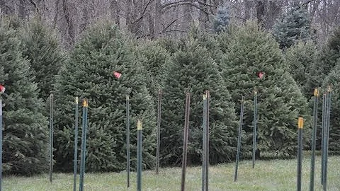 Christmas Tree Farm   Cut Your Own