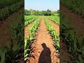 Growing maize under flood irrigation.#agriculture #maizefarming #environmental #zimbabwe