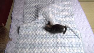 Кот на кровати