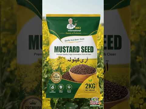 گندم کی بہترین متبادل منافع بخش فصل 🌱 آرڈی کینولا | Double Zero Mustard Seed