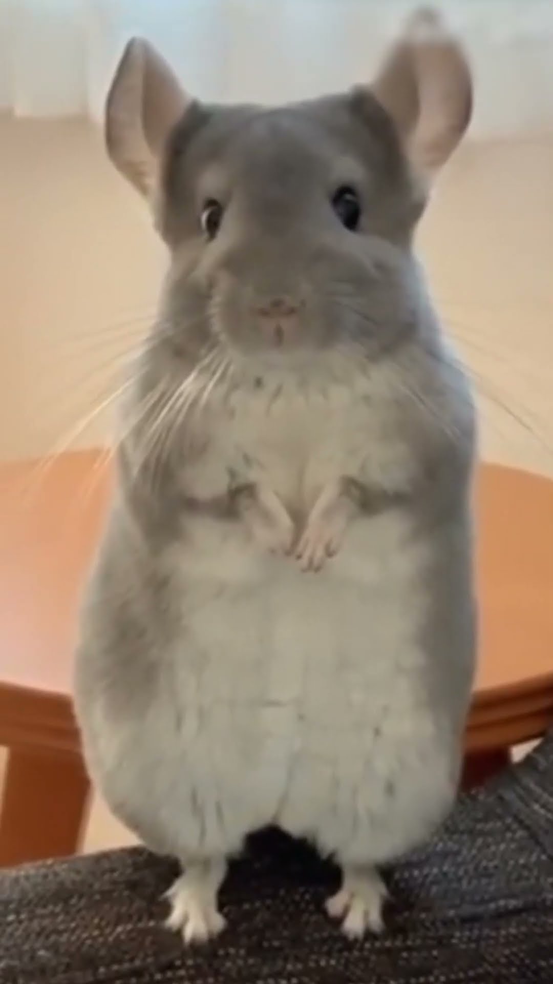 Personal trainer !! ??