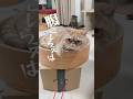 大事な話しを#エキゾチックショートヘア #猫動画 #猫