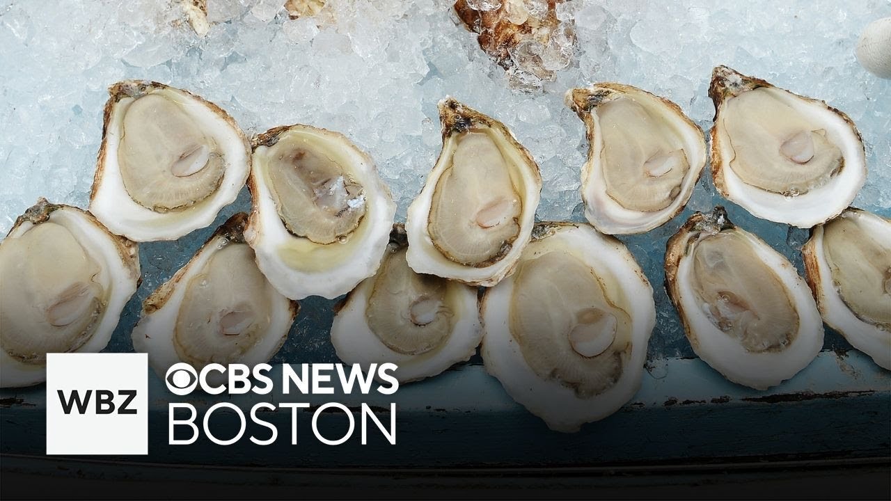 Oyster festival becoming a popular tradition in Newburyport