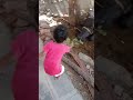 akshara|| అక్షరా భయపడకుండా ఎలా ఫుడ్ పెడుతుందో చూడండి || buffallo fun stories || grreen love |