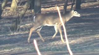 Counting Deer 01-04-2020