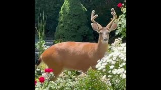 Vancouver Island Shaun Has a New Helper to Prune his Shrubs Hes not Dear