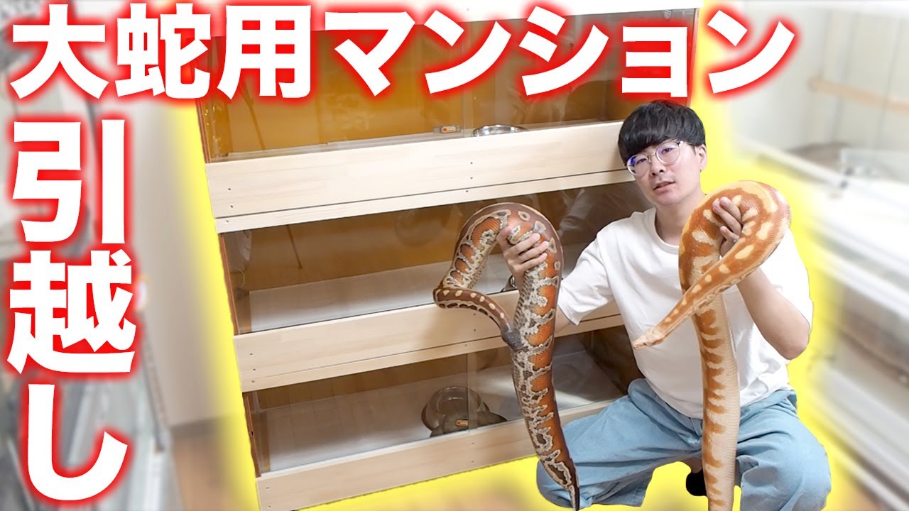 The snake mansion for giant snakes is complete! We're moving the