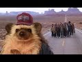 Run, Hedgehog, run!