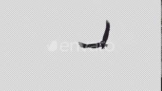 Black Raven - 4K Flying Transition - 05 | Motion Graphics - Videohive template