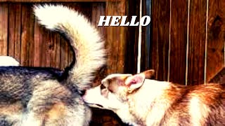 Why do dogs sniff each other’s BUTTS? Here is why. by Loving Paws TV 647 views 1 year ago 1 minute, 3 seconds