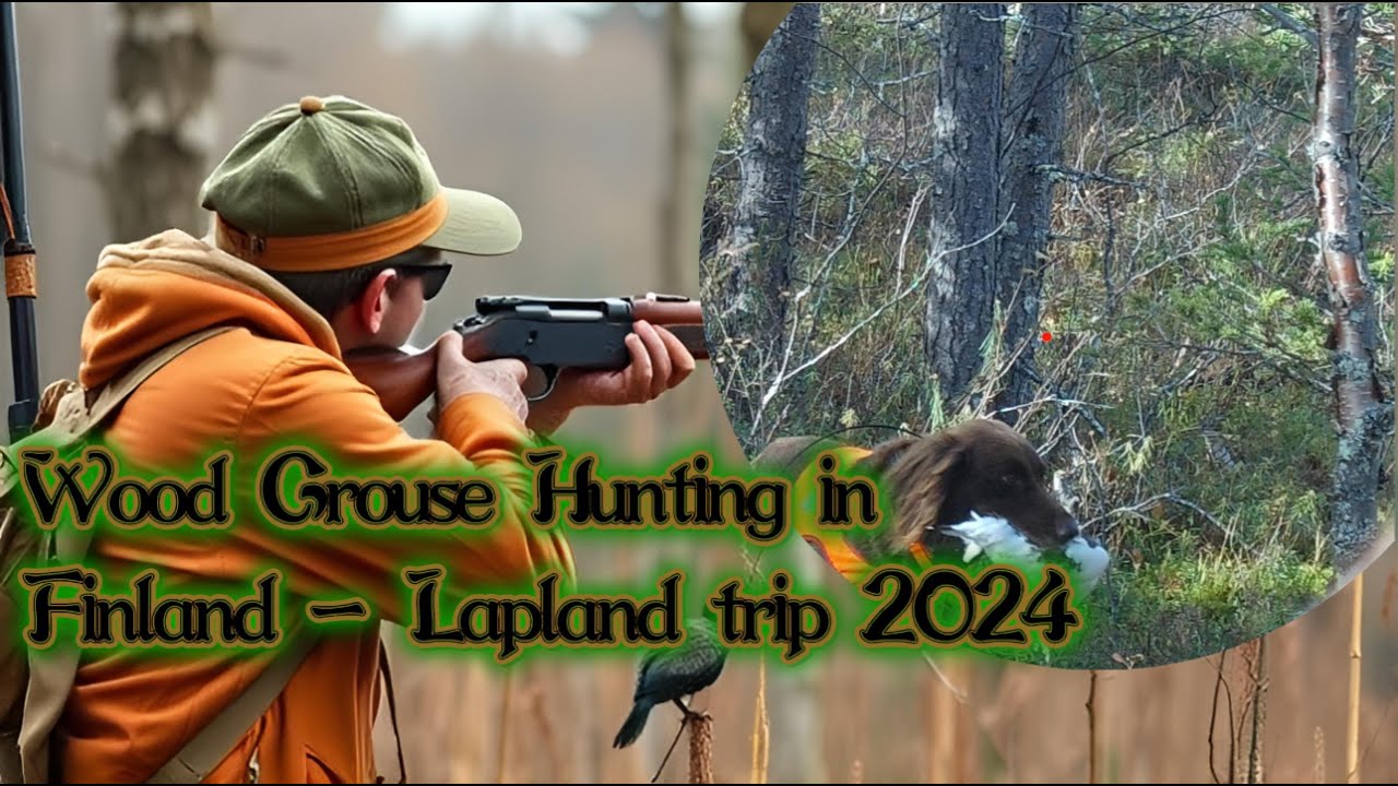 Wood Grouse hunting in Finland with pointers - 2024