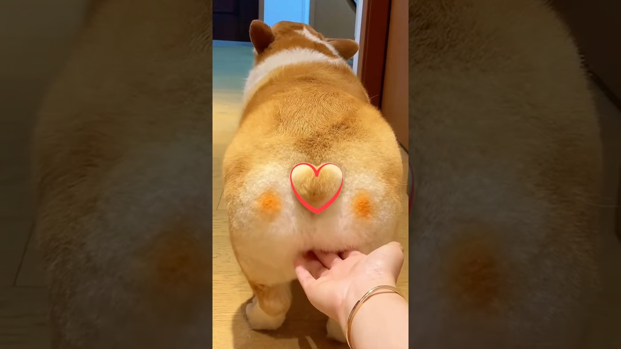 Wiggle Wiggle! 🐶🍑 Corgi Butt in Action! 