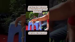 Download Lagu renyah kali suaranya 🤣 pasti ada rasa malunya walau sedikit 😂😂 #bonsaimania #inspirasibonsai MP3 Download Lagu renyah kali suaranya 🤣 pasti ada rasa malunya walau sedikit 😂😂 #bonsaimania #inspirasibonsai MP3