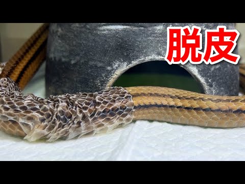 みるみる剥けていくヘビの脱皮が気持ち良い・・・