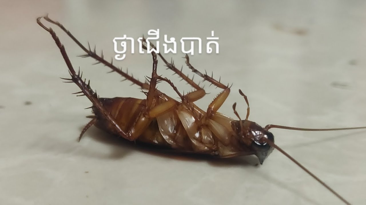 Sleeping Cockroaches កន្លាតដេកថ្ងាពោះ YouTube