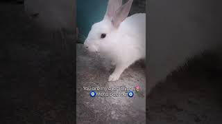 #animallovers #rabbit #rabbitlovers #viralvideos #bunny🐰