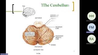 L4  Motor system  Cerebellum physiology  Dr  Faisal Mohammed 20260505 103315 Meeting Recording