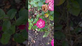 Обильноцветущая роза Акрополис, октябрь месяц