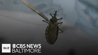 Chagas Disease Spreading In The United States