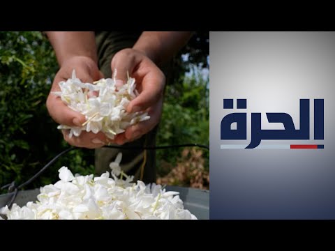 قرية شبرا بلولة المصرية أكبر قرية منتجة للياسمين في العالم