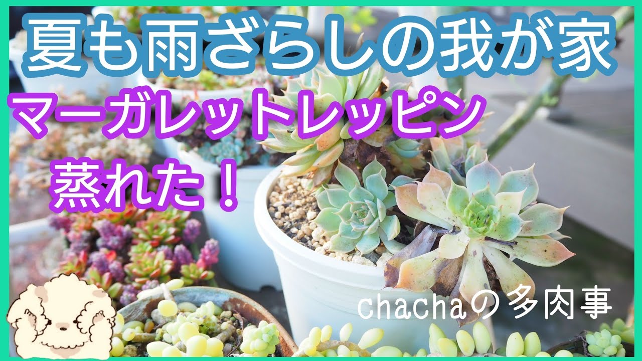 多肉植物 夏も雨ざらしの我が家 今年の夏は初っ端からきつい お気に入りのマーガレットレッピンが Youtube