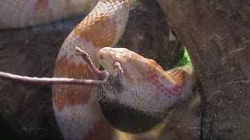 My corn snake eating a wild caught mouse
