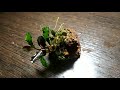 #bucephalandra#bucephalandraplant#tank#plantedaquarium #natureaquariumBucephalandra Brownie red