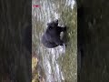 Try not to laugh | Bear trying to caught fish #funnyvideo #funnymoments #funnymeme