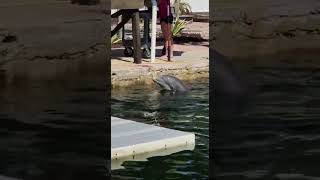 Calling Dolphins to eat