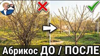 Весенняя обрезка абрикоса: как НЕ испортить крону молодого дерева