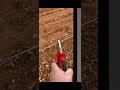 Repuestos de alambre para los rotos y cortados #campo #nature #agriculture #uvas #tractor