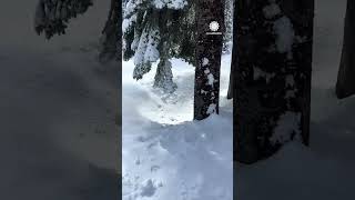Snow season update from Bear Valley, California!  #bearvalley #california #snow #winter