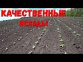 Получили отличные всходы Кукурузы.Подсолнечника.Белого Сорго/ Экспериментальное поле/Равномерность!