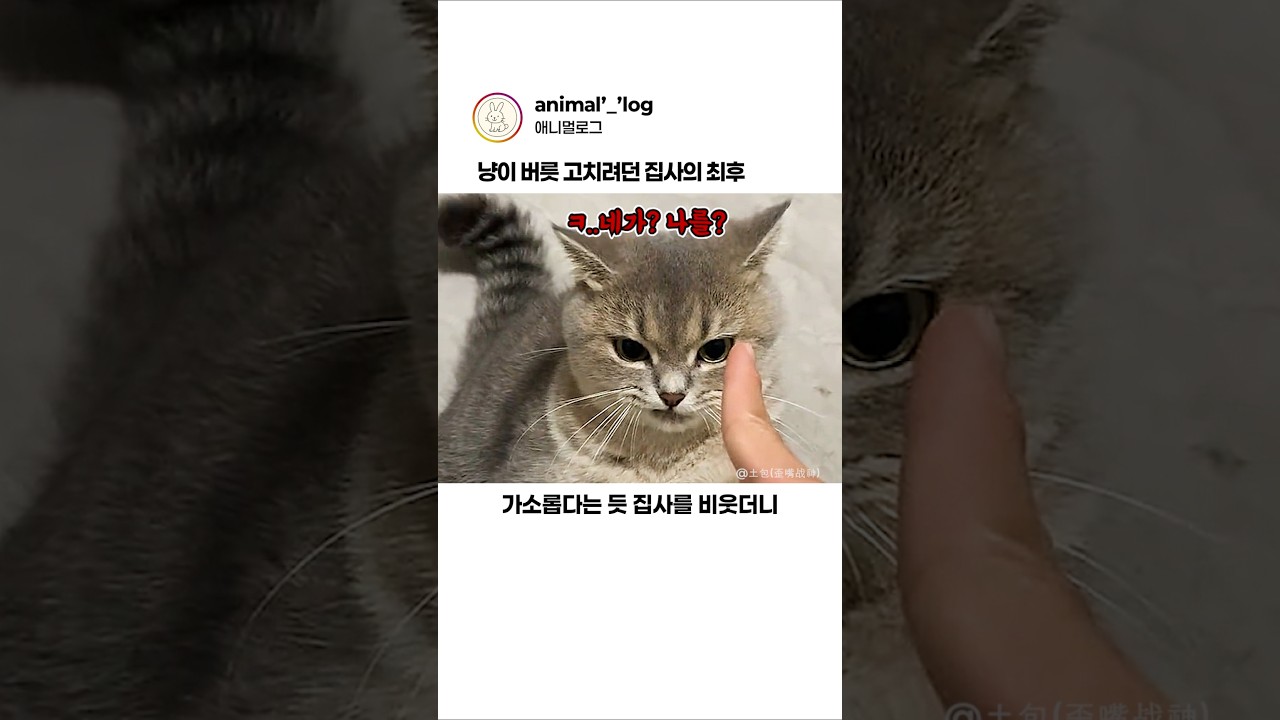 고양이 버릇 잡으려다 참교육 당한 집사ㅋㅋ #동물 #고양이