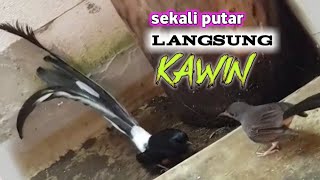 Pancingan dan Terapi Suara Murai Batu Cepat Birahi dan Kawin | Terapi Murai Kawin!!!