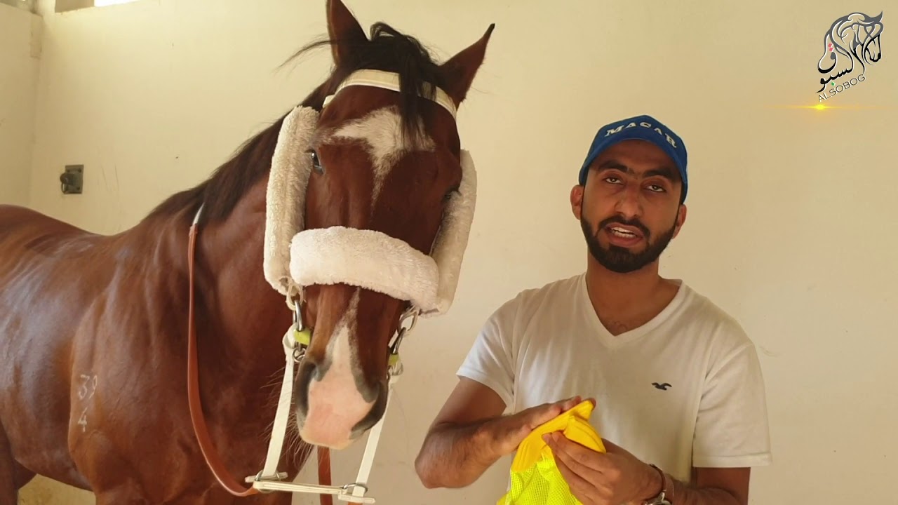 اكسسوار خيول السباق وفوائدها. #برنامج_مرابط