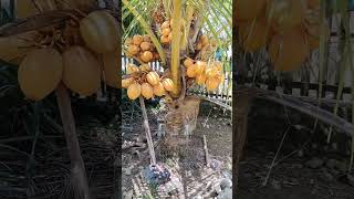 Ketika kelapa gading berusia 3 tahun