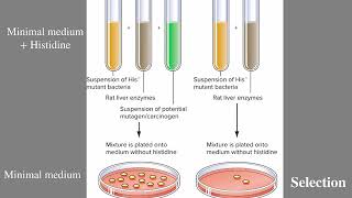Genetic Systems For Detecting Mutation