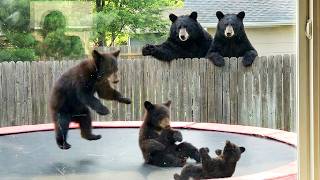 When Bears Think No One’s Watching 😂 Funniest Bear Video