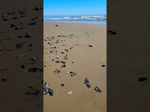 Thousands of by-the-wind-sailors