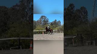 Download Lagu KPH Sir Lancelot after warming up in the Kula Lunge over these canter poles MP3