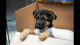 Megaesophagus in Dogs | The Story of Thomas the German Shepherd Puppy