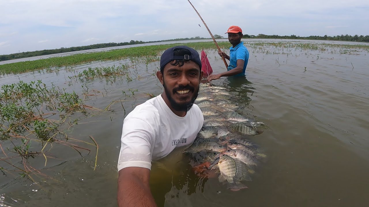 බිලි පිත්තේන් අල්ලපු මාළු වැල්.. 😮🇱🇰 @IslandFishing2  අපි කැලේ වැව් වල අල්ලන මාළු.
