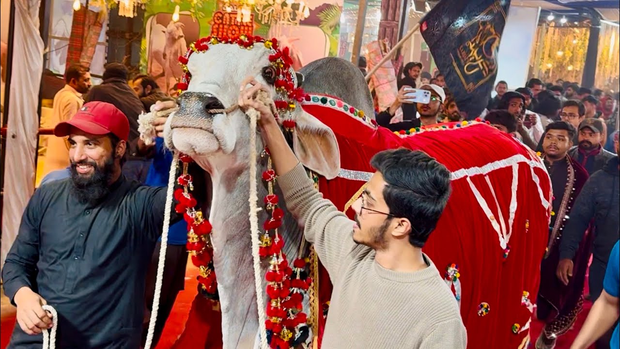 Big Heavy Bulls 😍 | Parade In DALFA Cattle Show 💥 | AR Maani