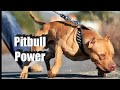 latest video / pitbull &amp; pitbull / full dog video