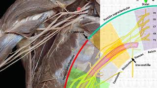 L2.1 | Plexo braquial | Anatomía 2 | FMed UBA
